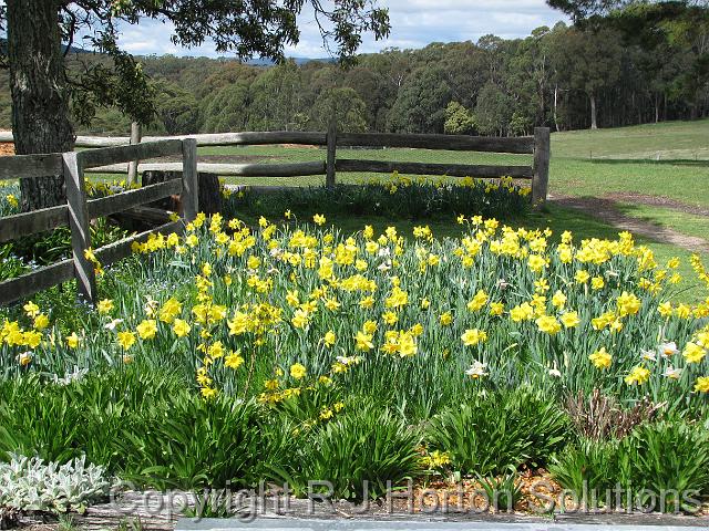 Daffodils Rydal
